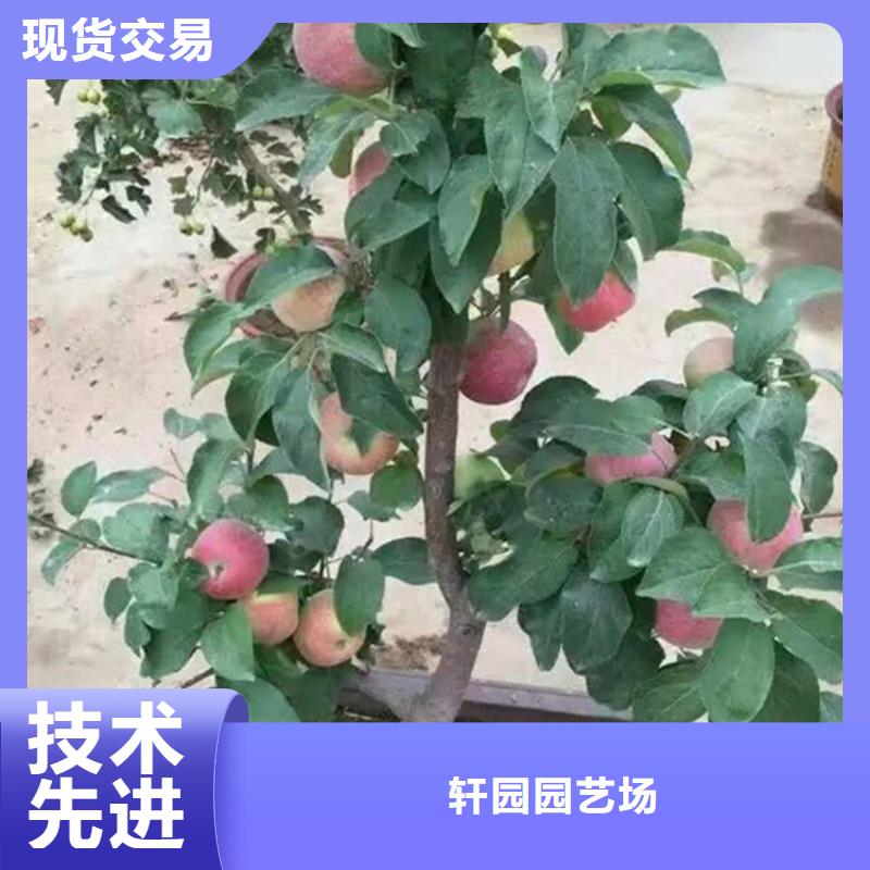 蘋(píng)果杏樹(shù)苗不斷創(chuàng)新