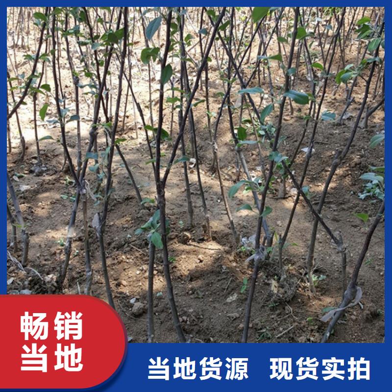 蘋果獼猴桃苗優選廠商