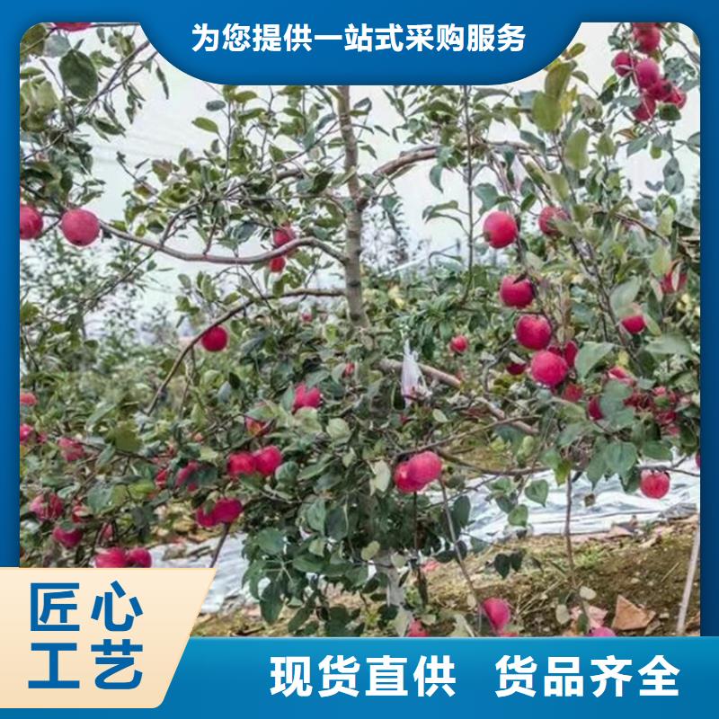 新品种苹果树苗大棚种植当地<轩园>