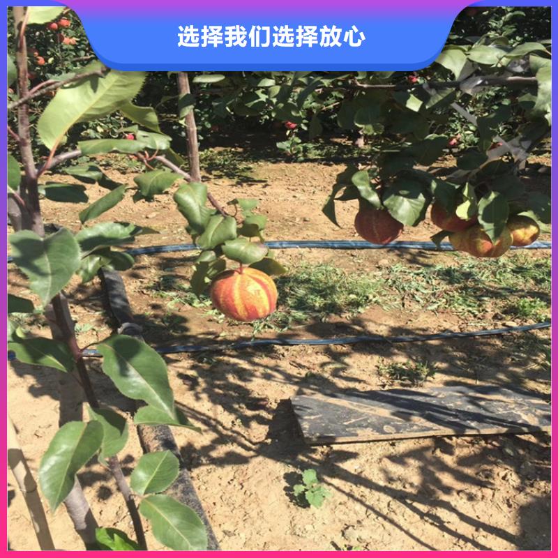 梨樹(shù)梨樹(shù)苗品牌大廠家