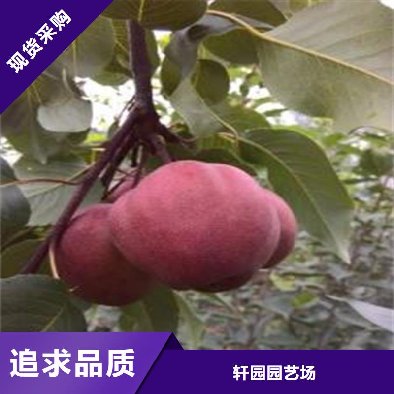 梨樹櫻桃苗源廠直銷