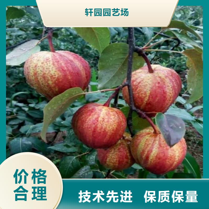 梨树-【奶油草莓】实体厂家大量现货