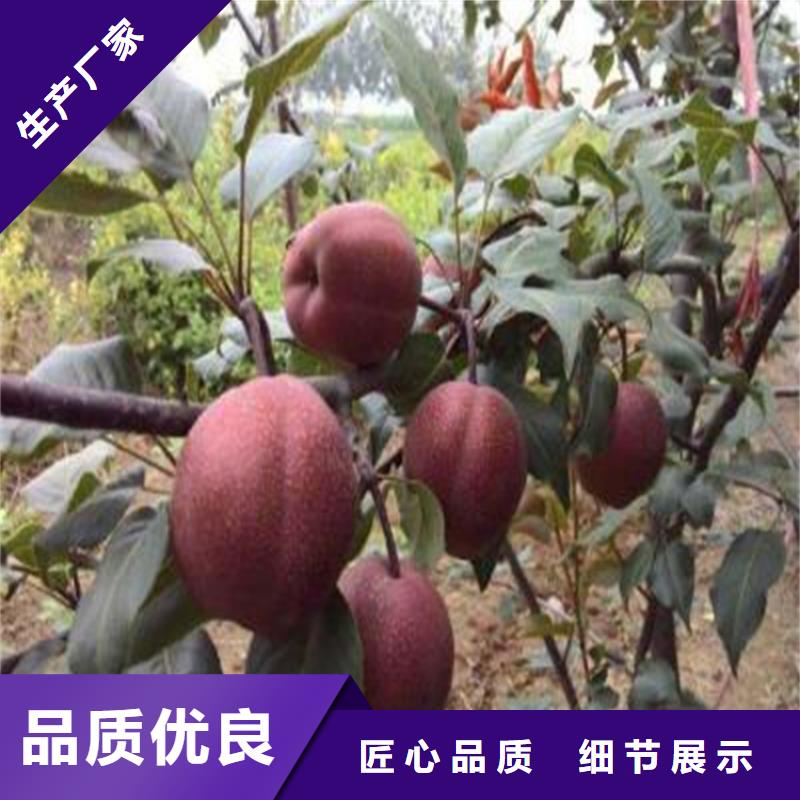 梨樹櫻桃苗源廠直銷
