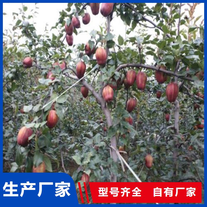 梨树-【奶油草莓】实体厂家大量现货