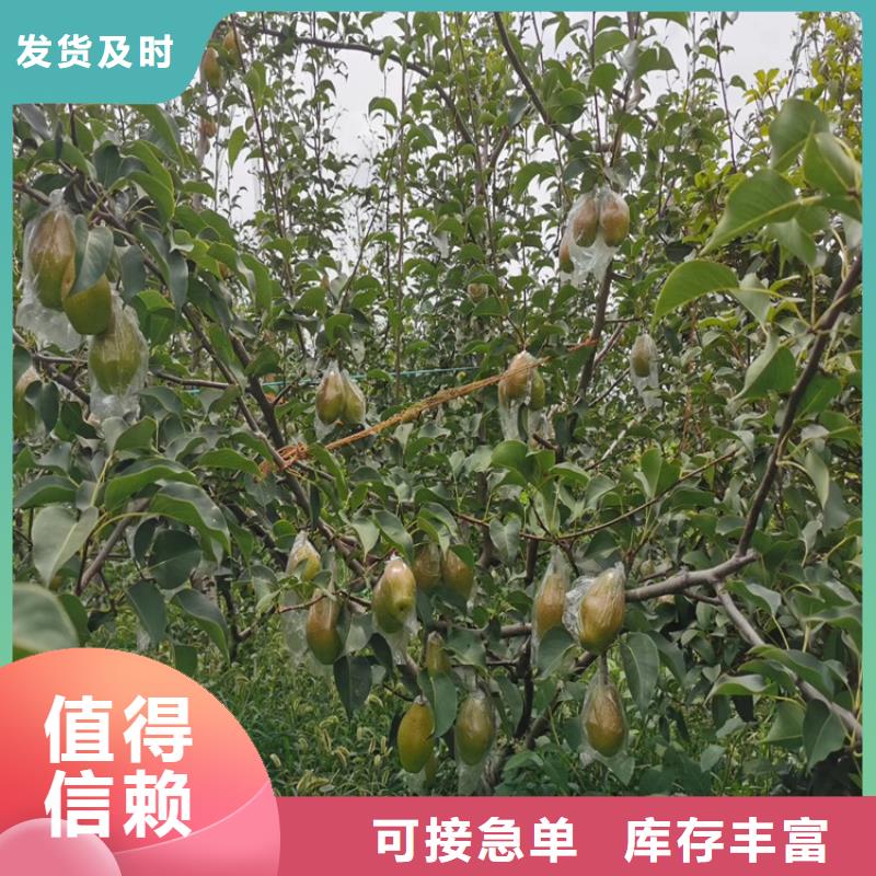 梨樹櫻桃苗多種規格庫存充足