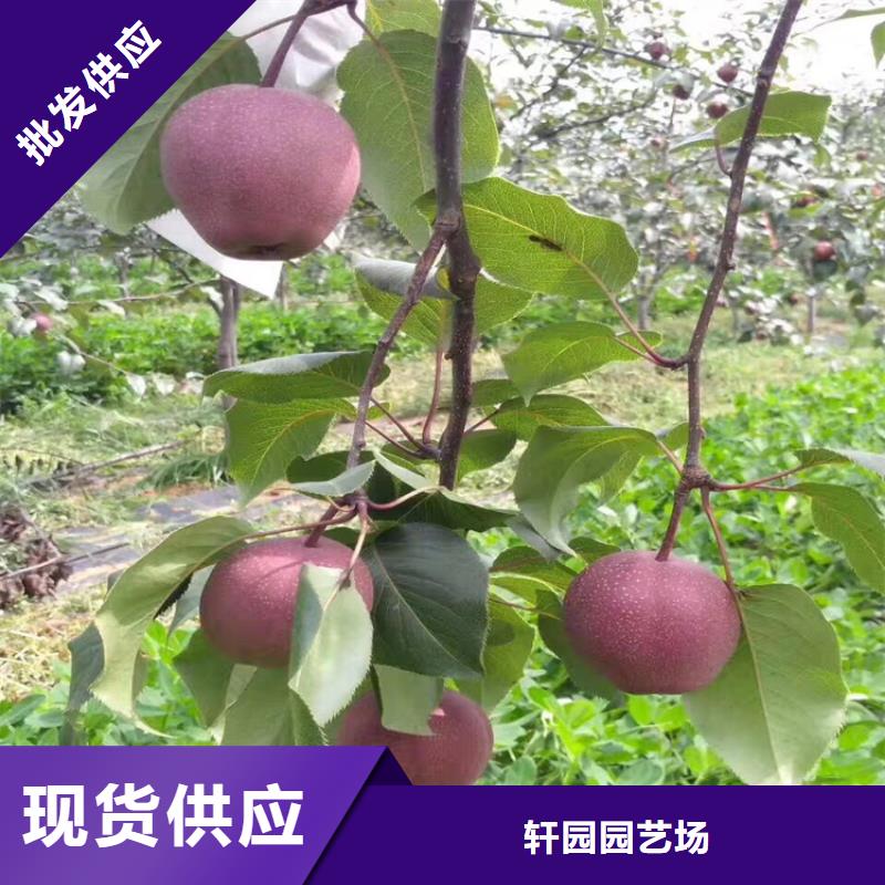 梨树【杏树苗】适用范围广