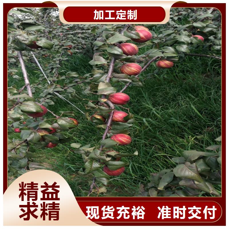梨樹櫻桃苗多種規格庫存充足