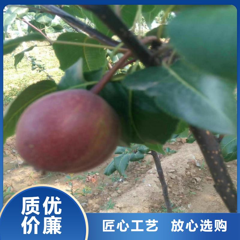 【梨樹(shù)草莓苗精選好貨】