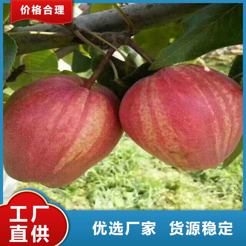【梨樹草莓苗精選好貨】