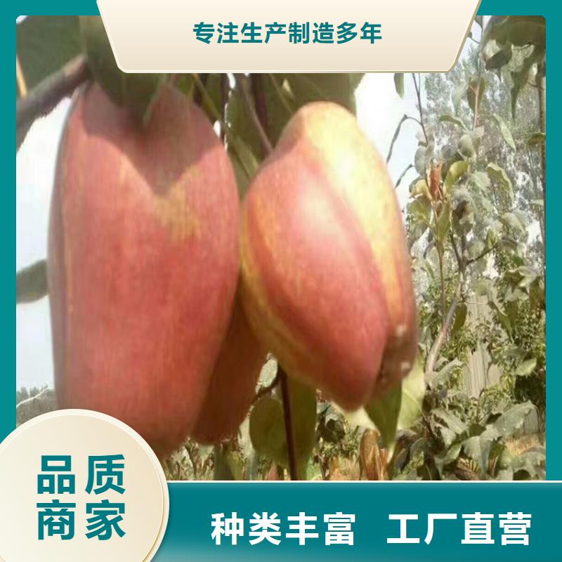 梨樹梨樹苗品牌大廠家