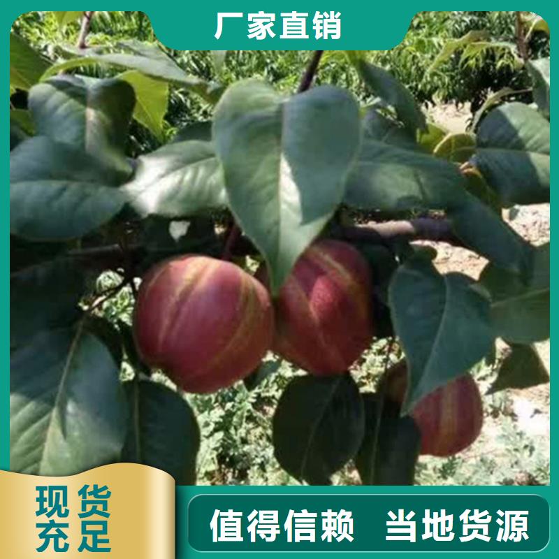 梨樹【板栗苗】現貨交易