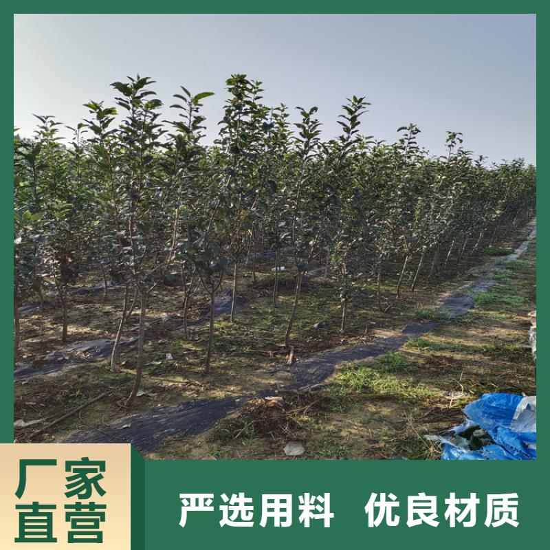 梨树红石榴苗基地厂家现货批发