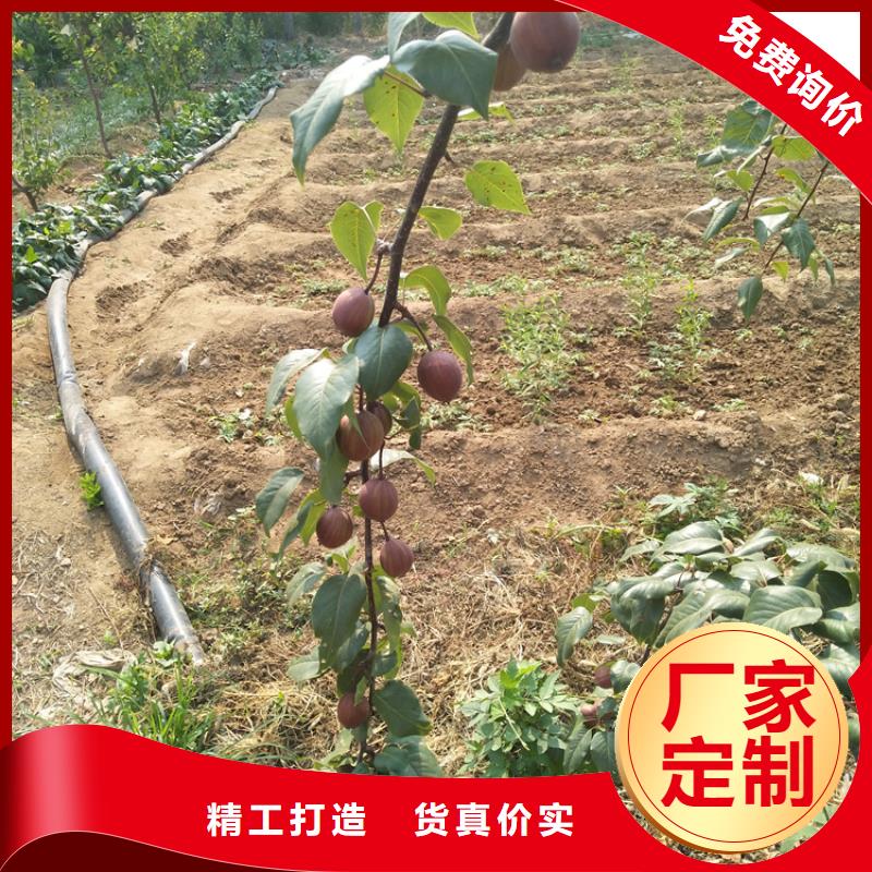 【梨樹(shù)草莓苗精選好貨】