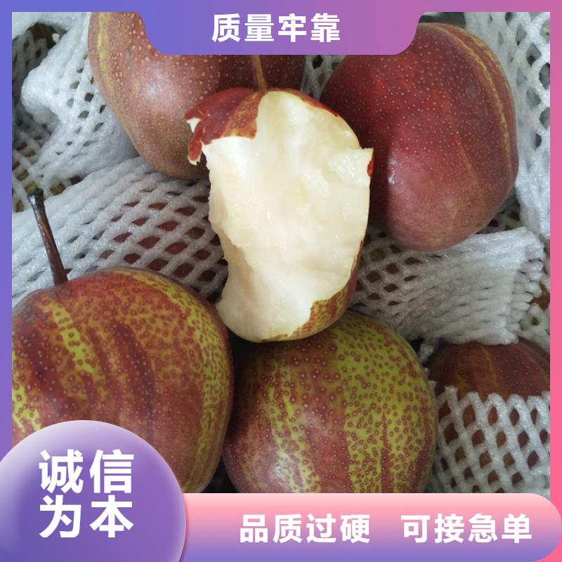 梨樹【板栗苗】現貨交易