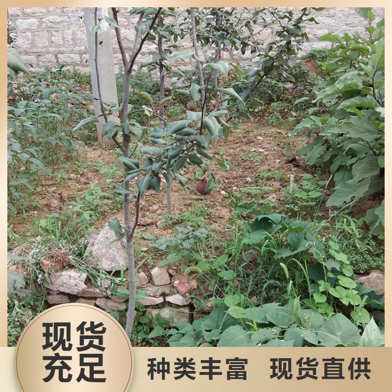 梨树苹果苗出货及时