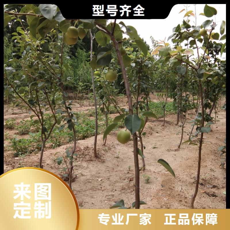梨樹_櫻桃苗優良工藝