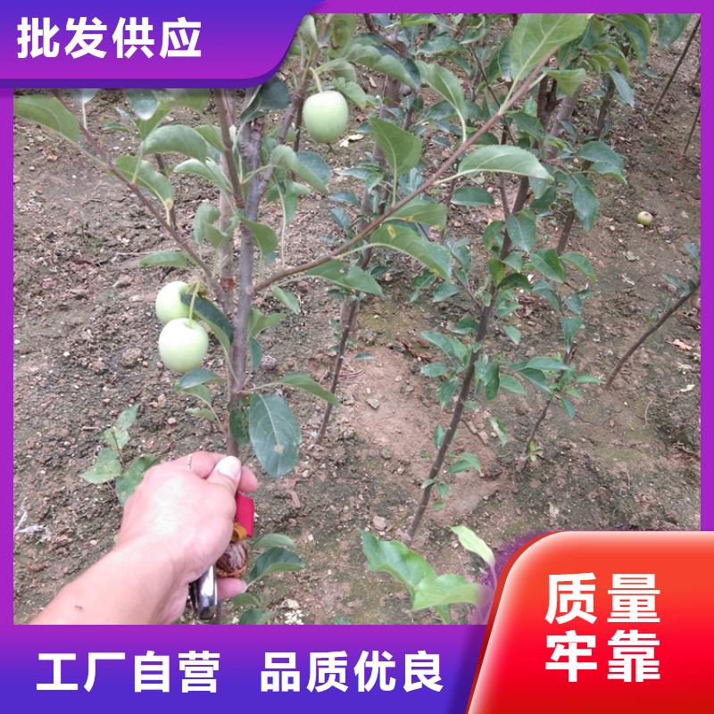 梨树 嘎啦苹果质量安全可靠