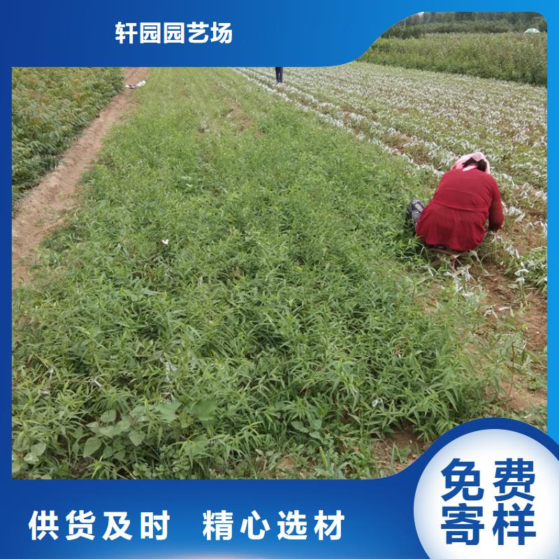 【梨樹草莓苗精選好貨】