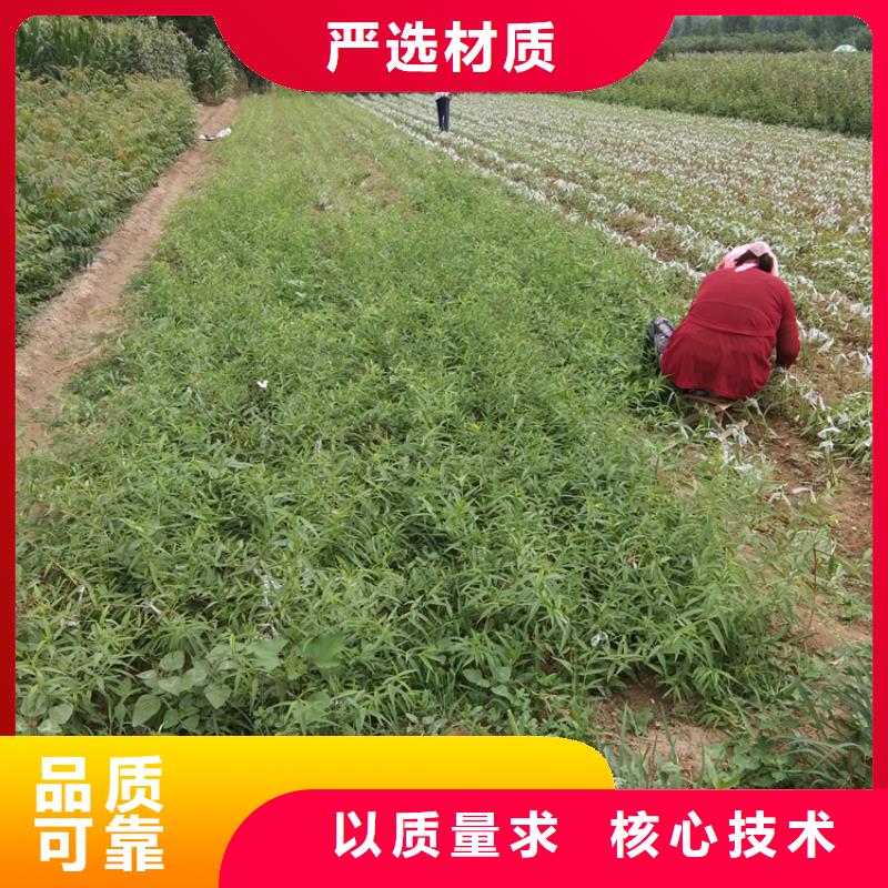 梨樹(shù)梨樹(shù)苗品牌大廠家