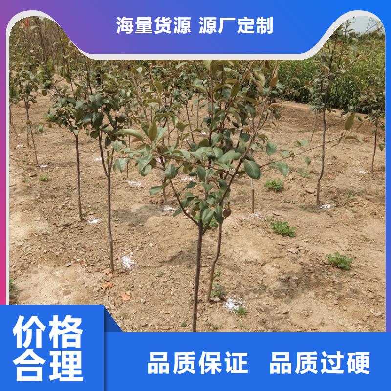 【梨樹(shù)草莓苗精選好貨】