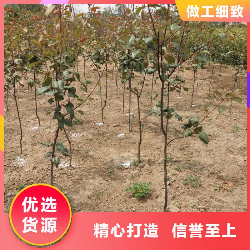 梨树 嘎啦苹果质量安全可靠