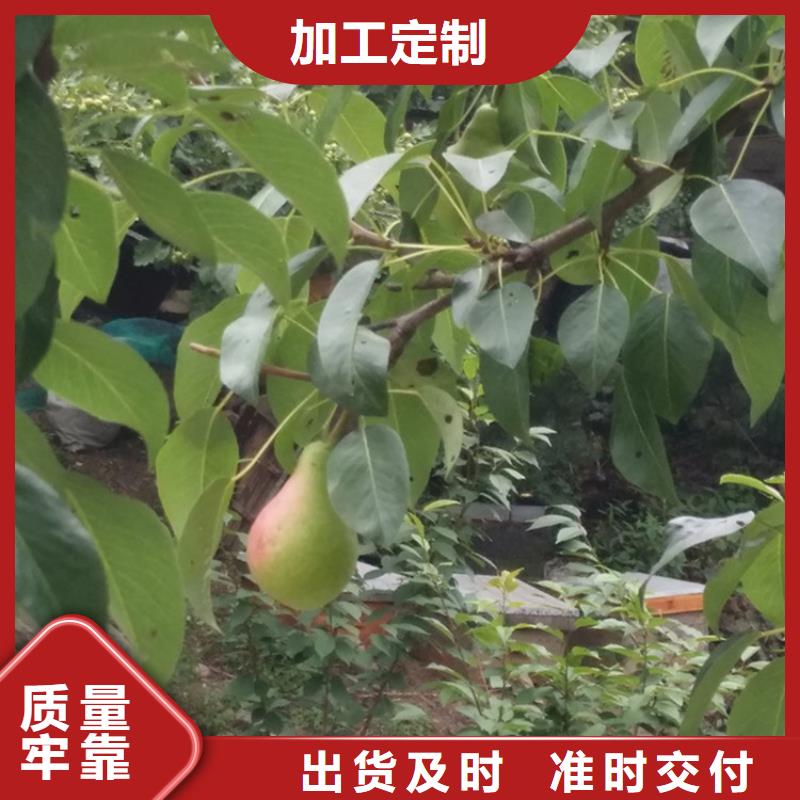 梨树-【奶油草莓】实体厂家大量现货