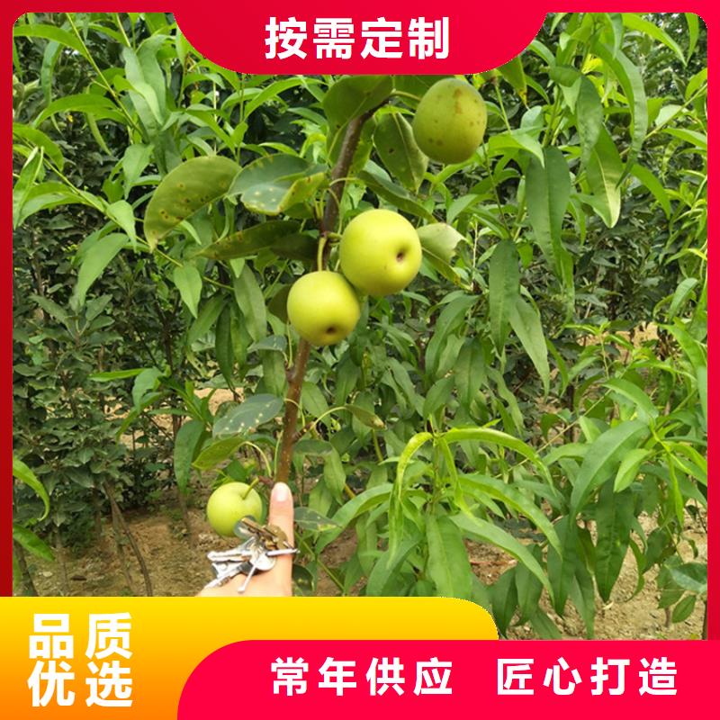 梨樹【板栗苗】現貨交易