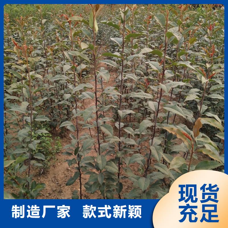 梨树-【奶油草莓】实体厂家大量现货