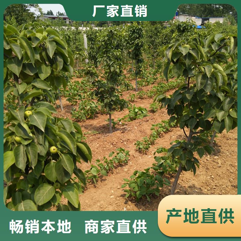 【梨樹草莓苗精選好貨】