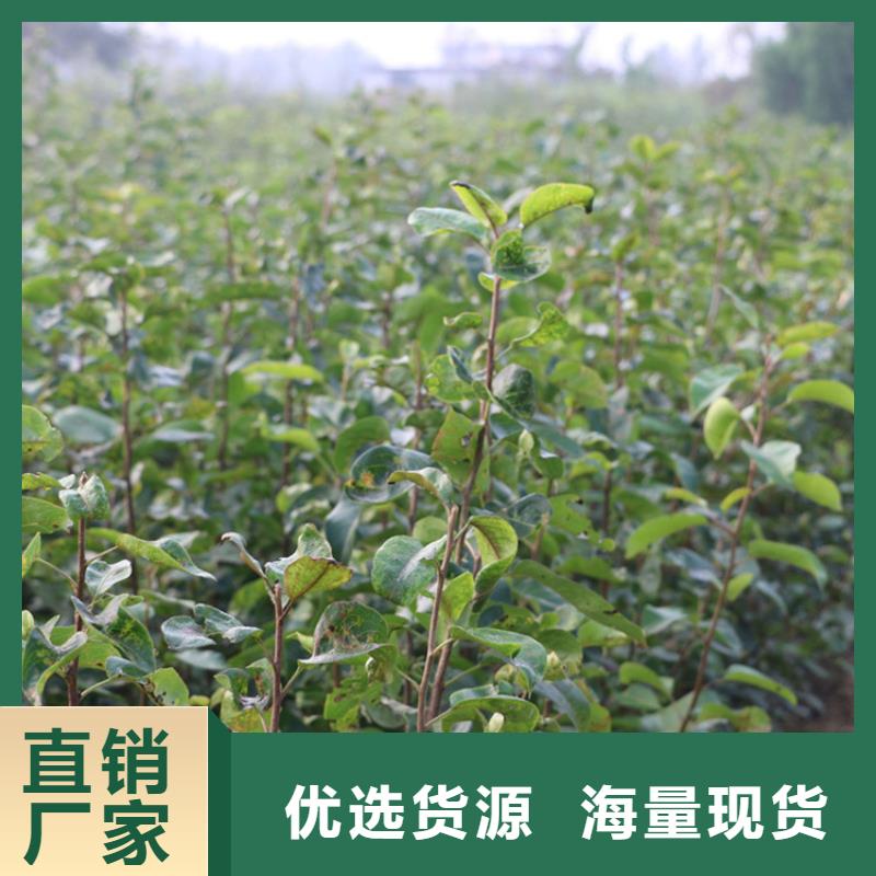 梨樹梨樹苗品牌大廠家