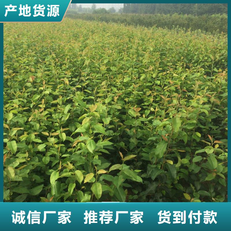 梨樹(shù)梨樹(shù)苗品牌大廠家