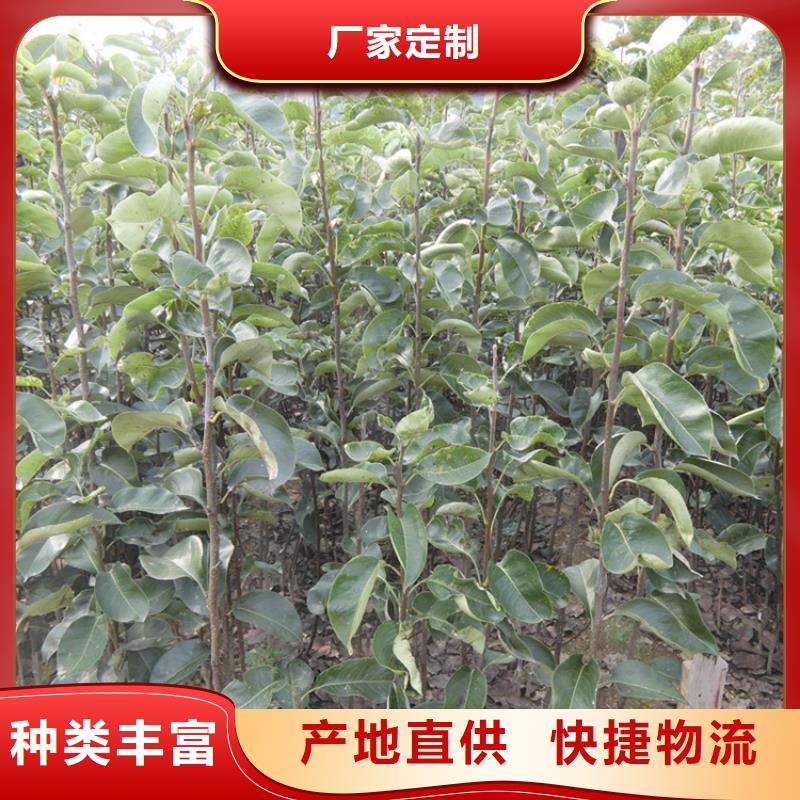 梨樹梨樹苗品牌大廠家