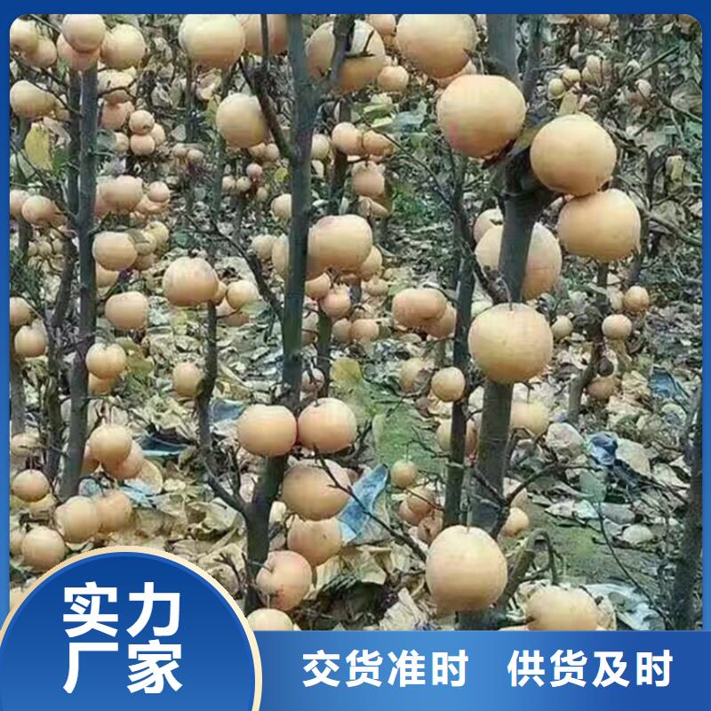 梨樹梨樹苗品牌大廠家