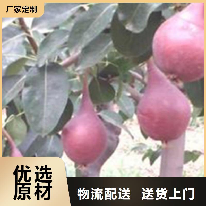 梨樹蘋果苗價格公道合理