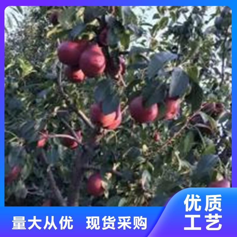 梨樹櫻桃苗源廠直銷