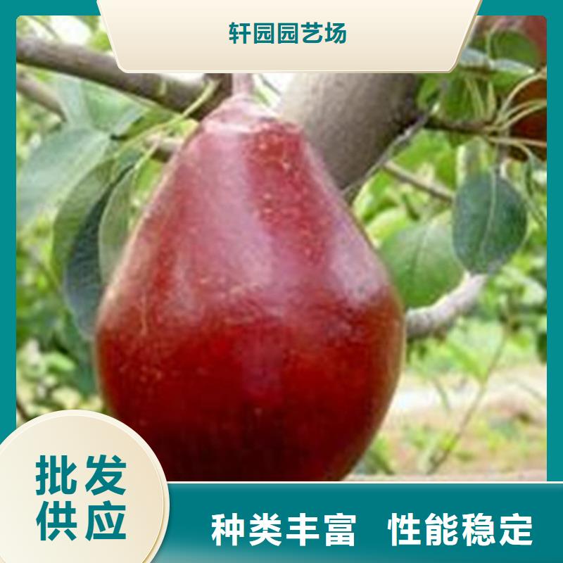 三红梨树苗种植管理技术细节之处更加用心<轩园>