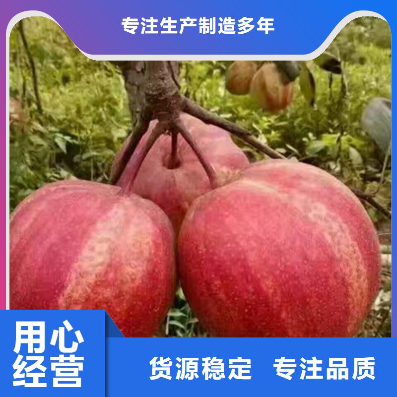 三红梨树苗批发价格厂家货源《轩园》