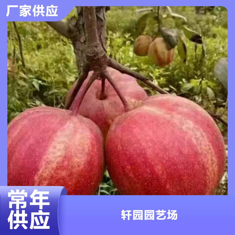 红梨树苗经济效益