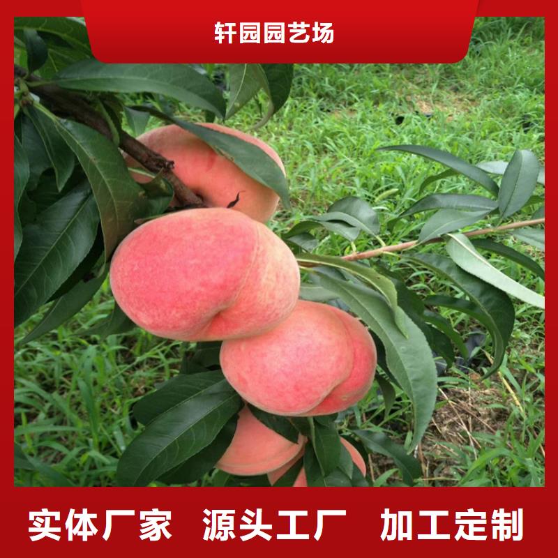 【桃桃樹苗量少也做】