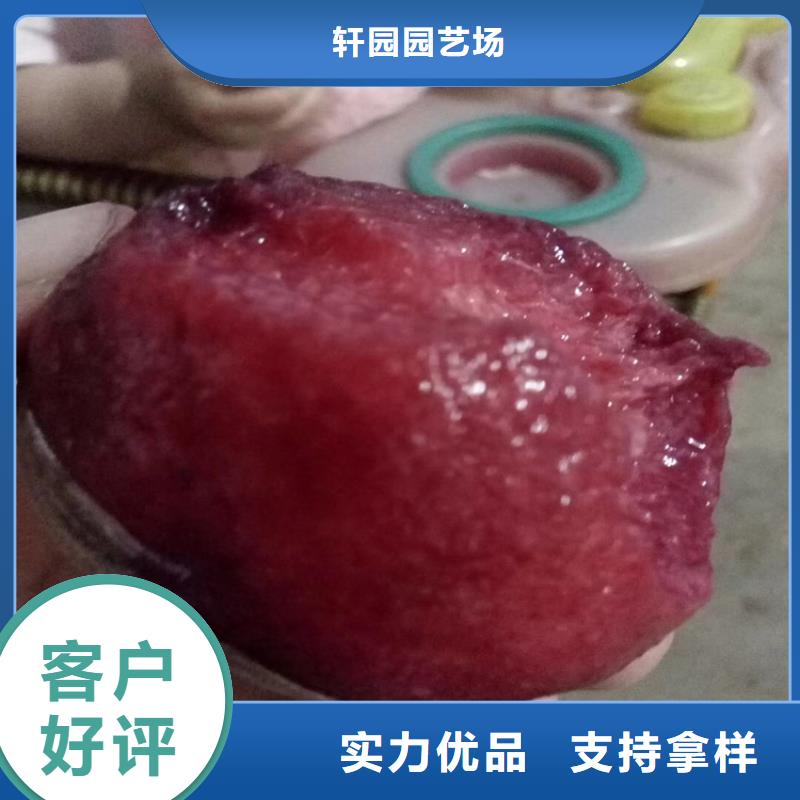 桃北美冬青源頭實體廠商