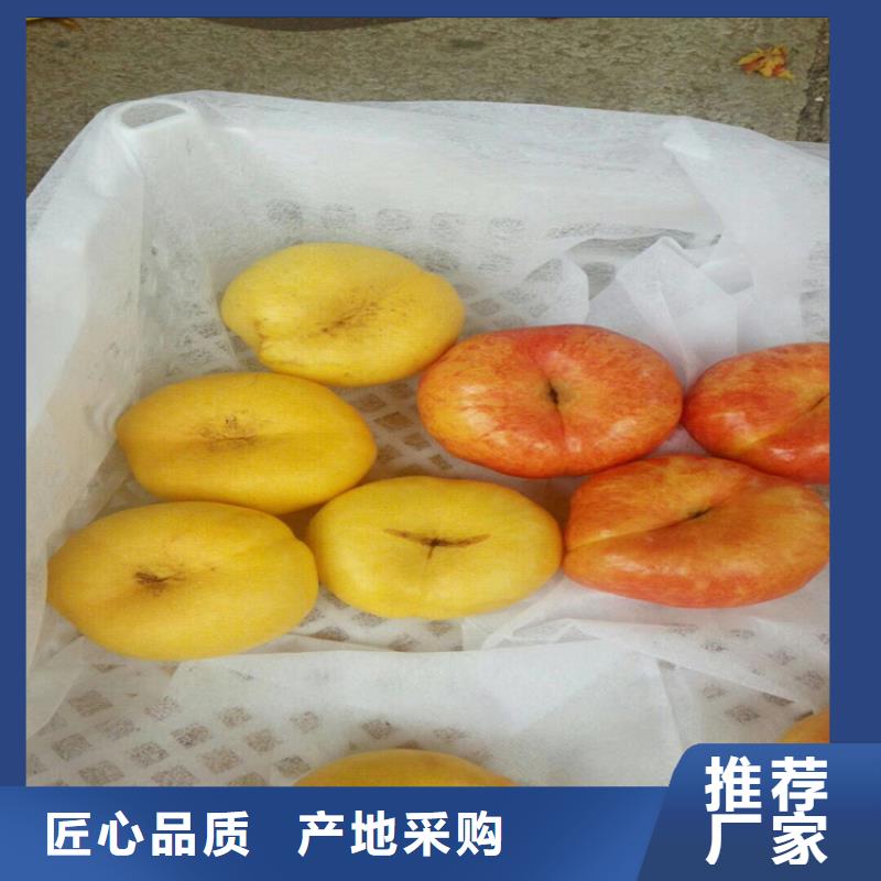 桃蘋果苗有實力有經驗