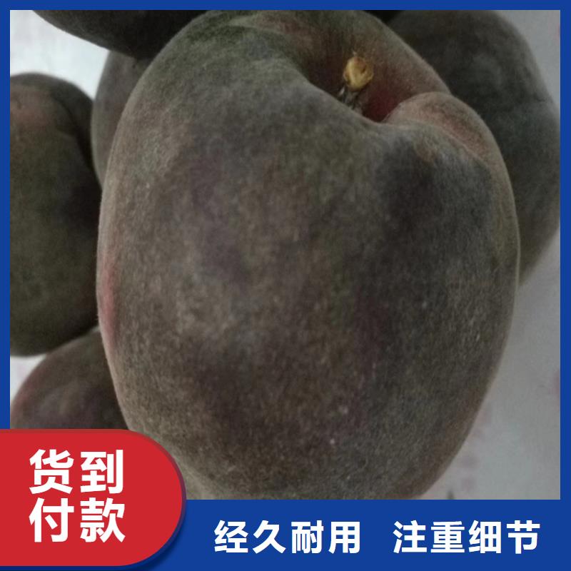 桃花椒苗實拍品質(zhì)保障
