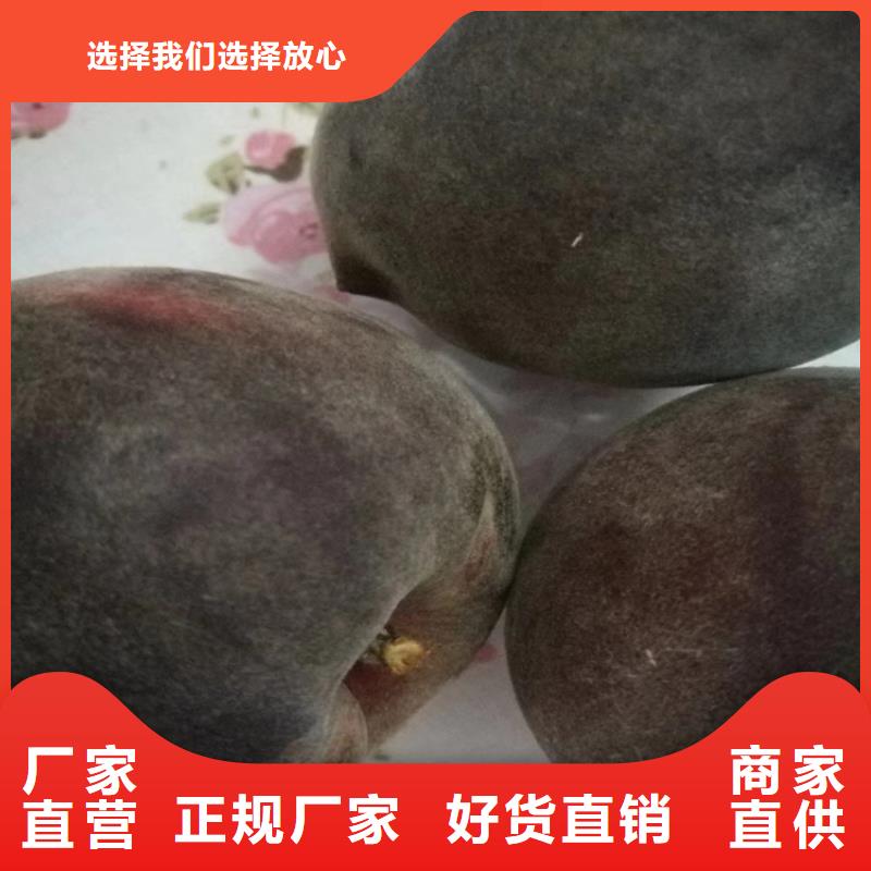 桃北美冬青源頭實體廠商
