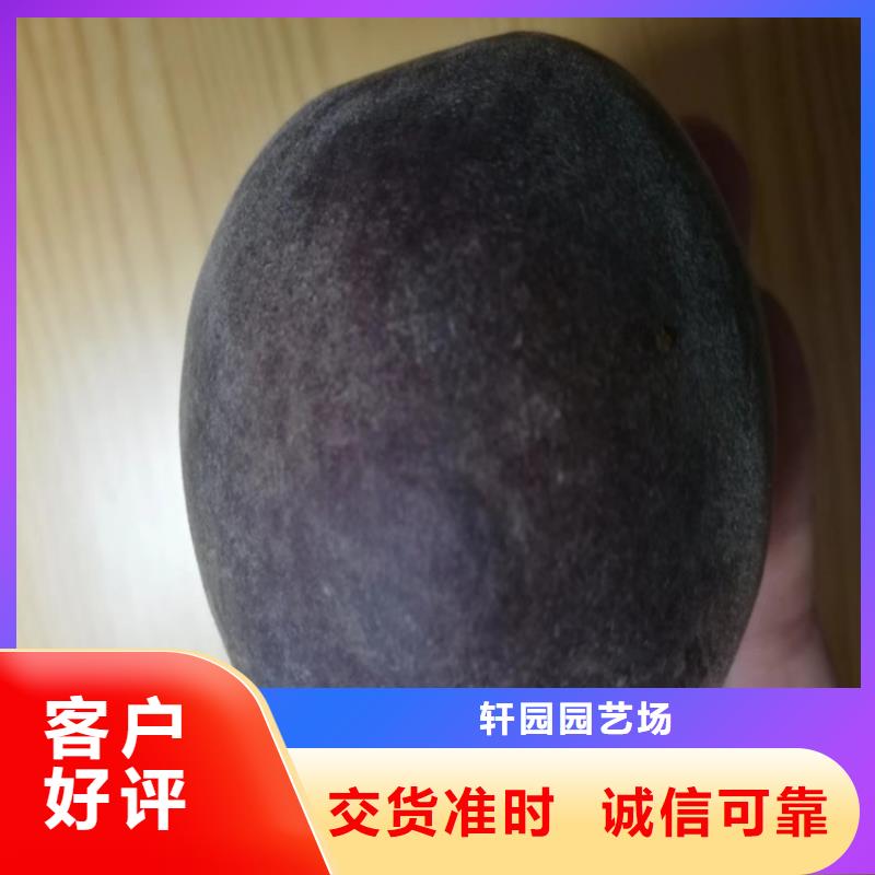 桃藍莓苗廠家