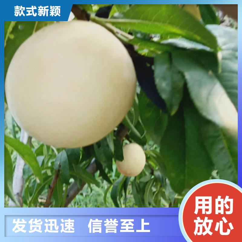 桃櫻桃苗品質服務