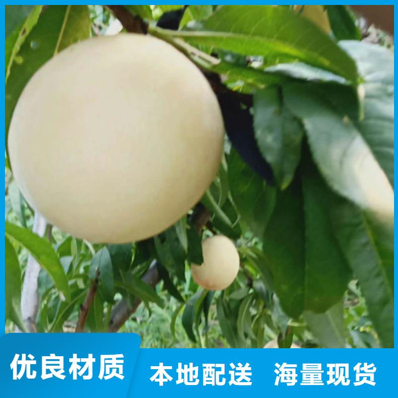 【桃,梨樹苗為您精心挑選】