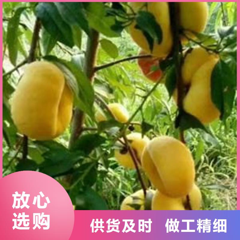 桃藍莓苗廠家