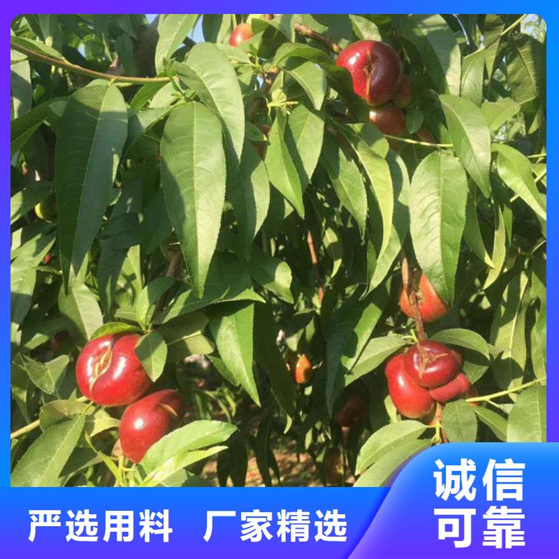 桃-西瓜苗通過檢測