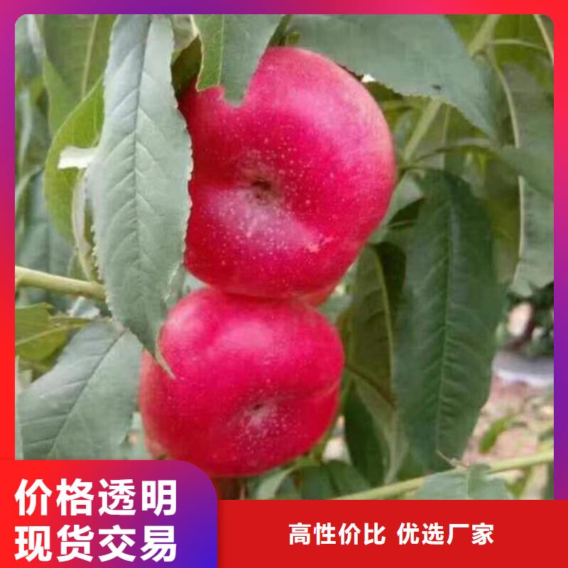 桃藍莓苗廠家