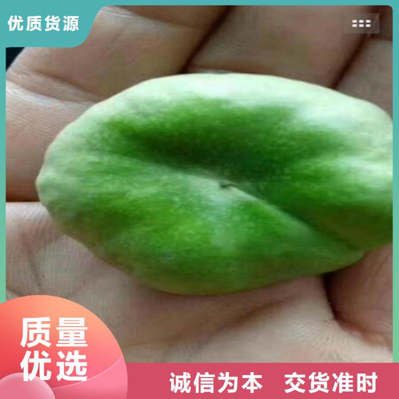 桃櫻桃苗品質服務